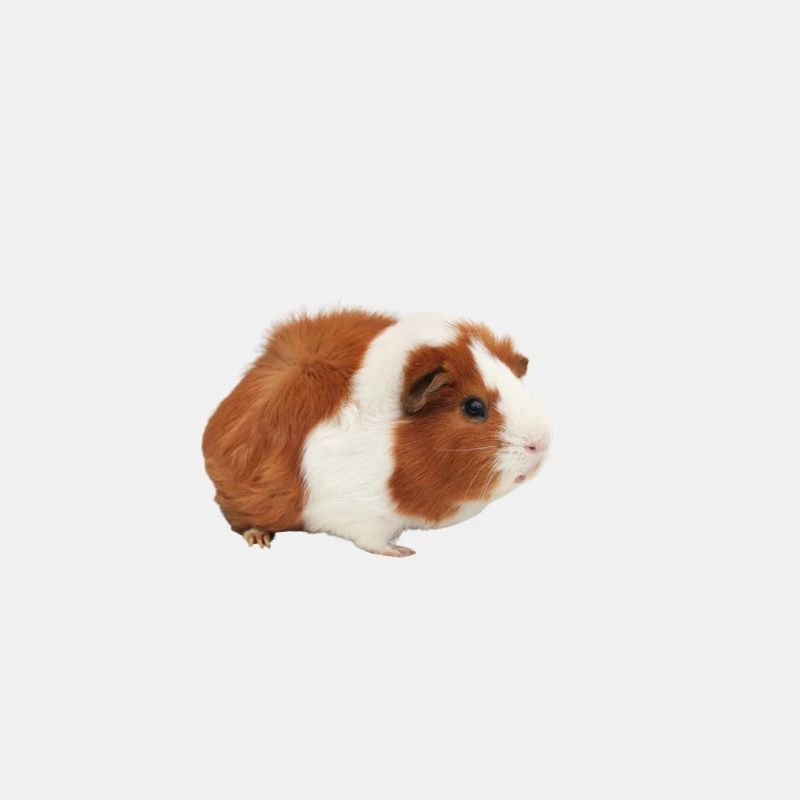 Cochon d'Inde Hamster