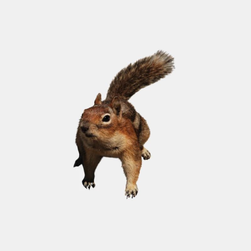ein süßes Eichhörnchen