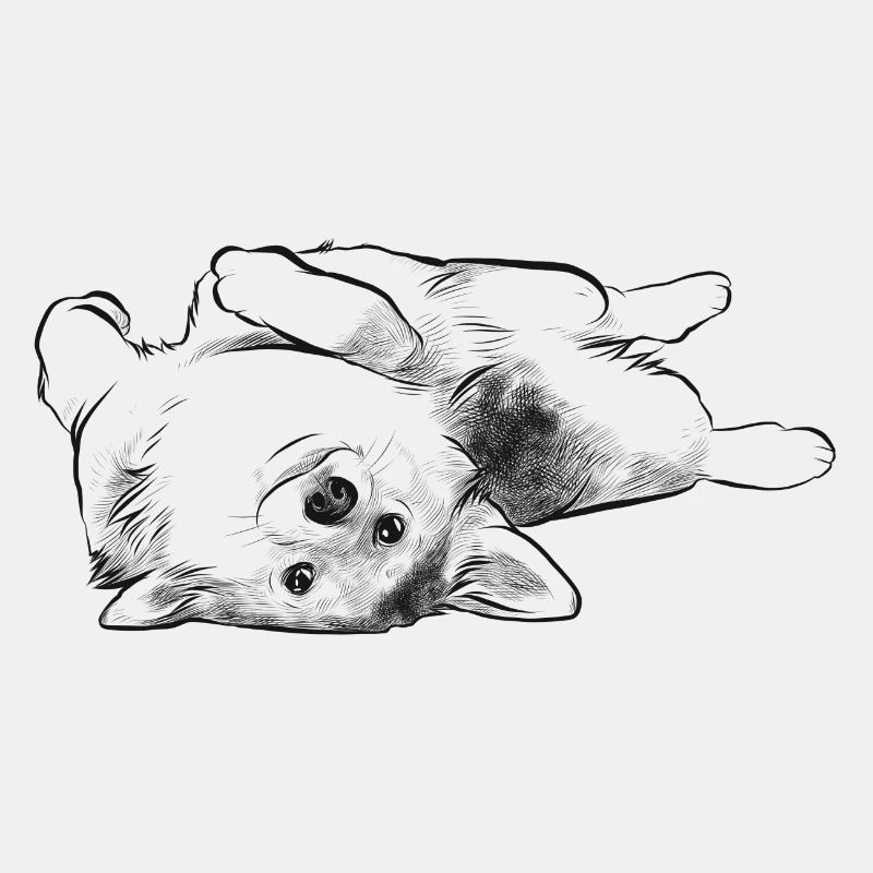 Chien corgi mentir mignon mignon