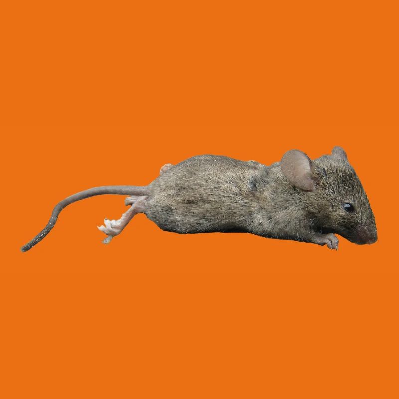 Souris