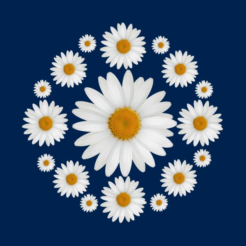 Weißes Gänseblümchen blüht Gänseblümchen-Entwurf