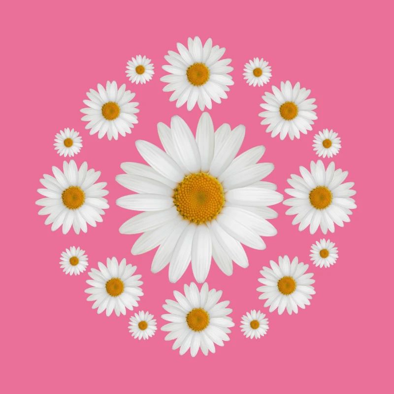 Weißes Gänseblümchen blüht Gänseblümchen-Entwurf