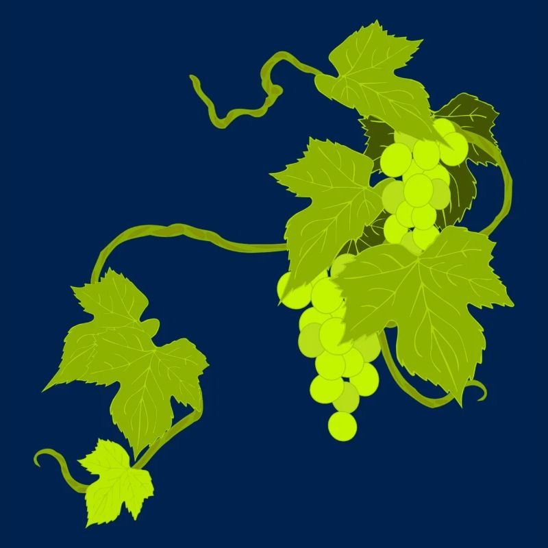 Weinreben