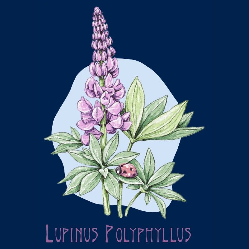 Lupin, permanent botanical drawing