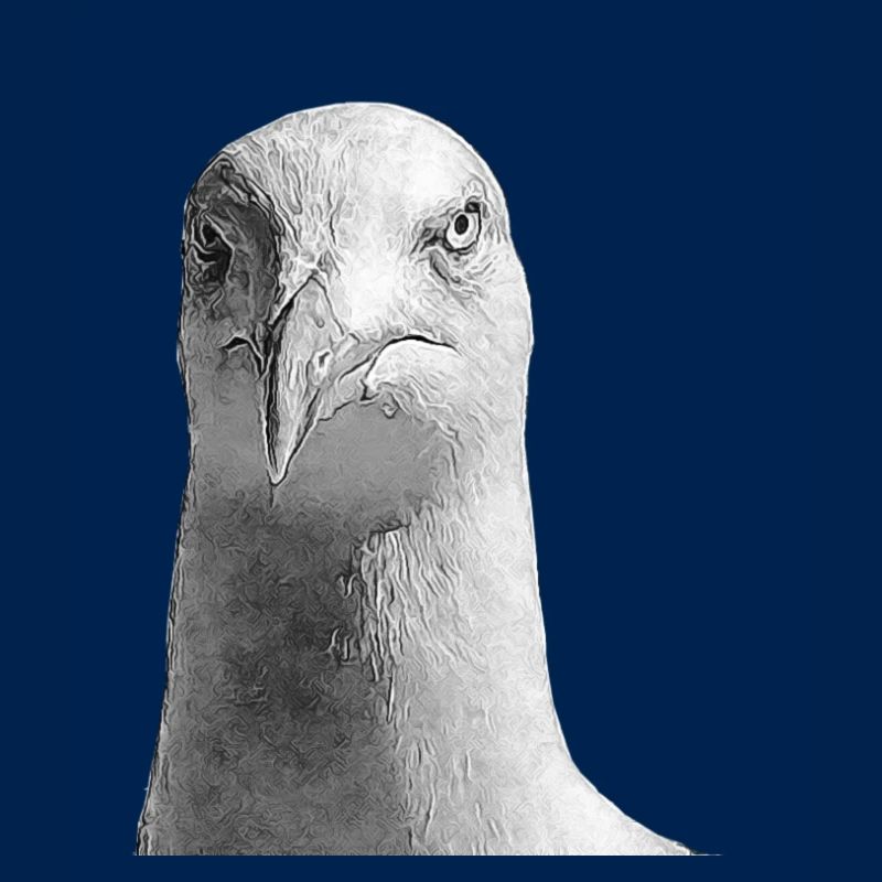 Möwe