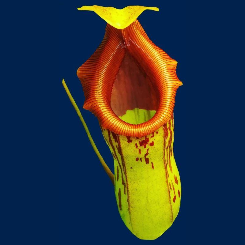 Nepenthes burkei
