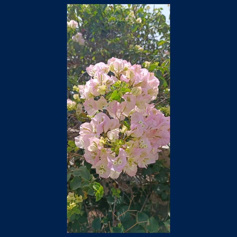 Bugambilia Spektakuläre Rosenblüten