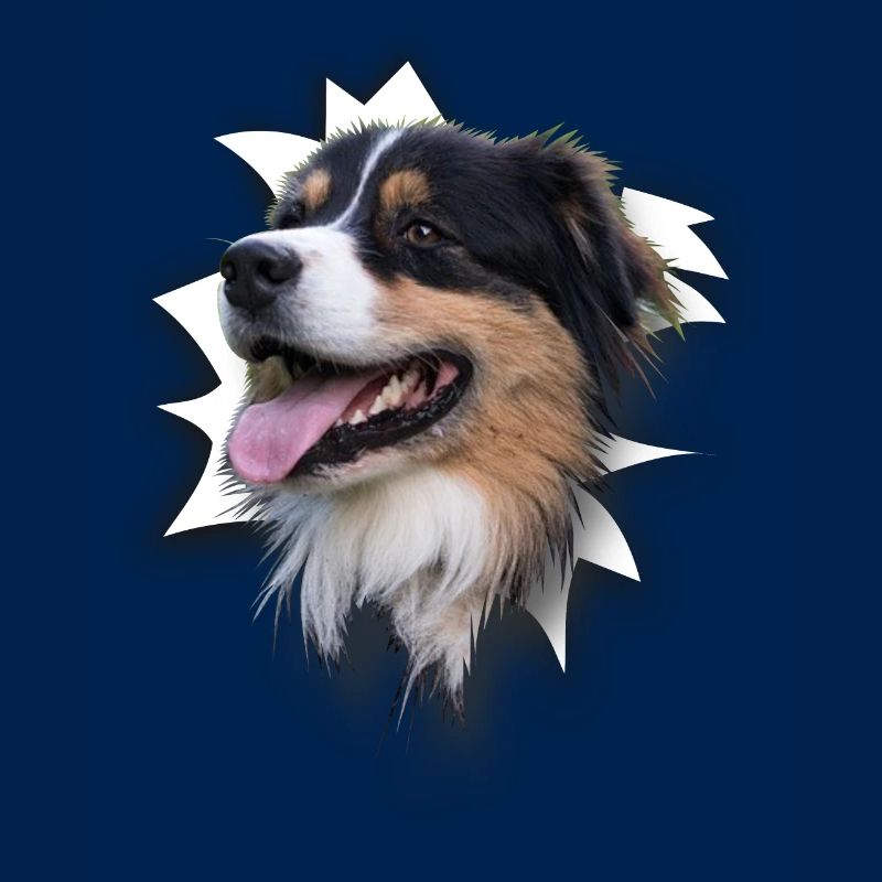 Australian Shepherd