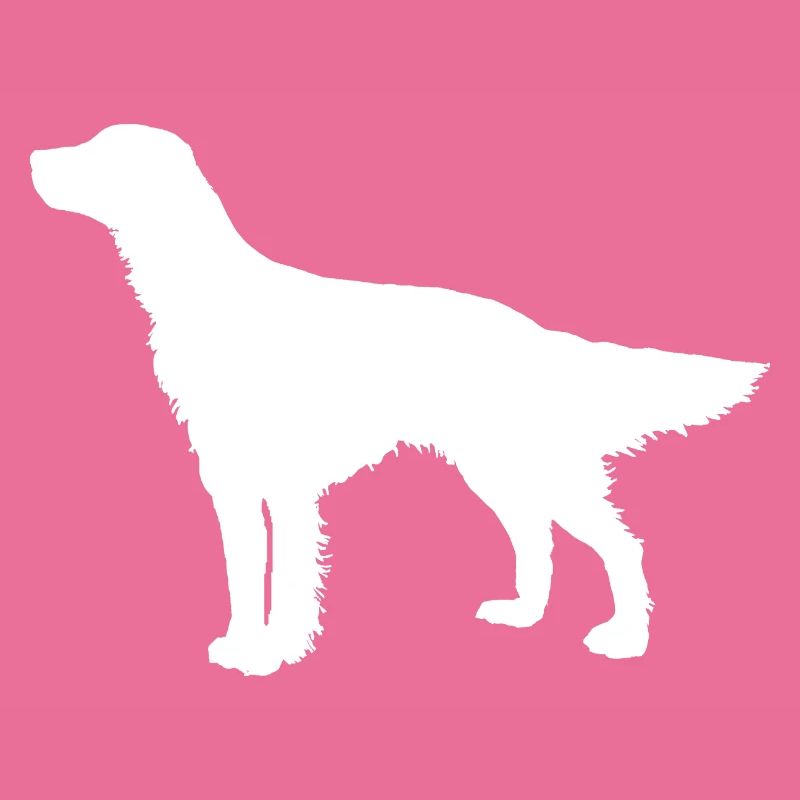 Setter Hunderasse