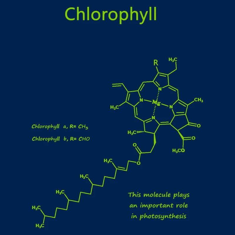 Chlorophyll