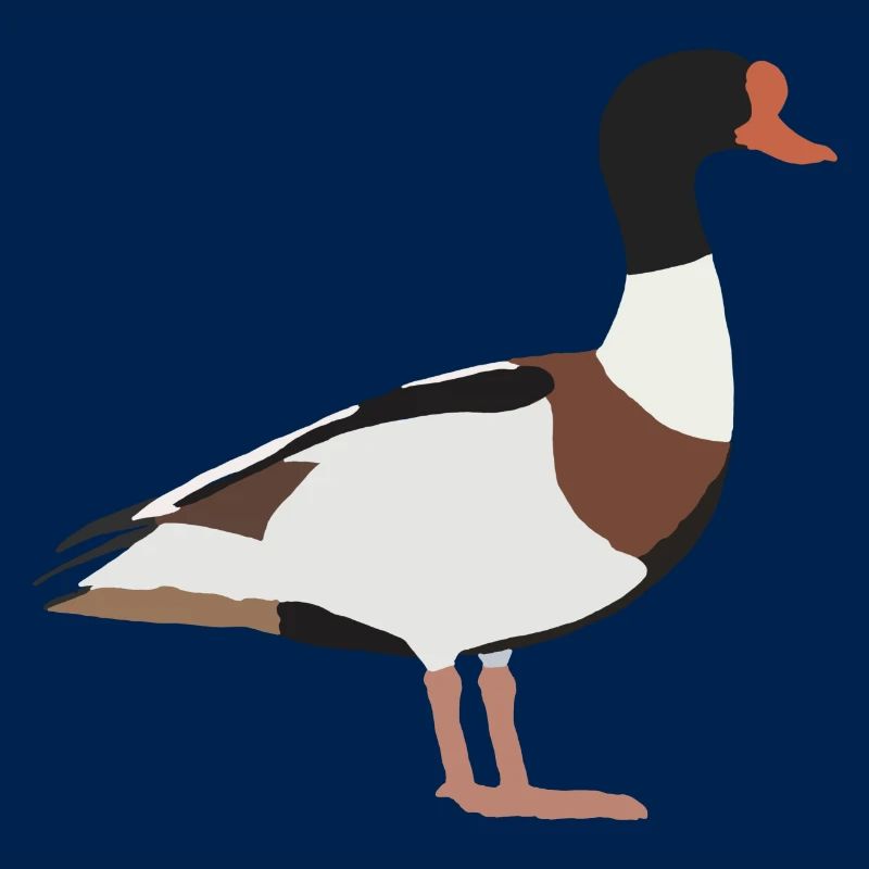 almindelig shelduck