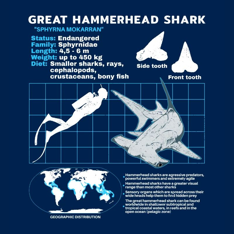 Hammerhead Shark Datasheet