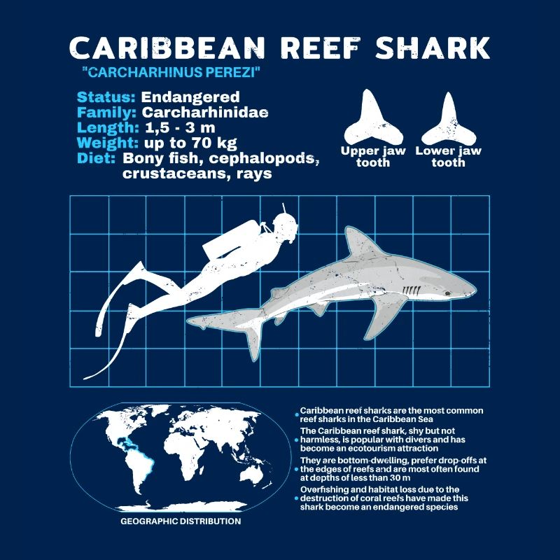 Caribbean Reef Shark Datasheet