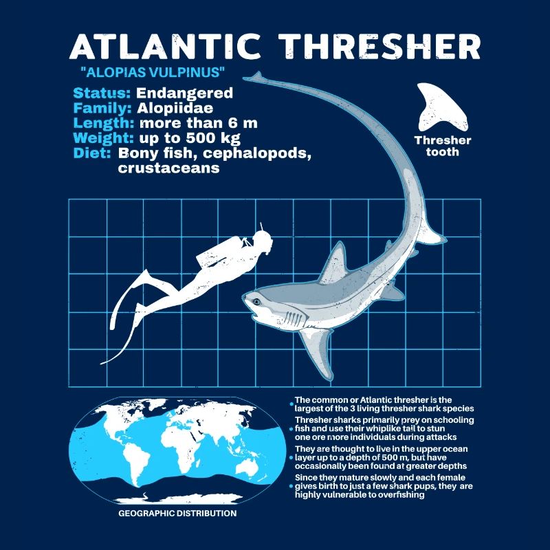 Thresher Shark Datasheet