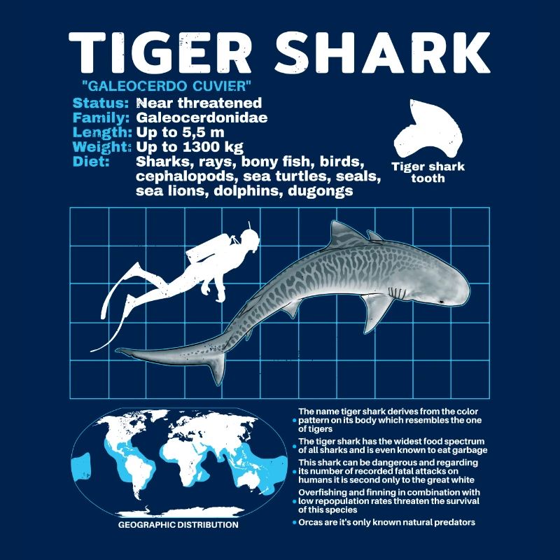 Tiger Shark Fact Sheet Datasheet