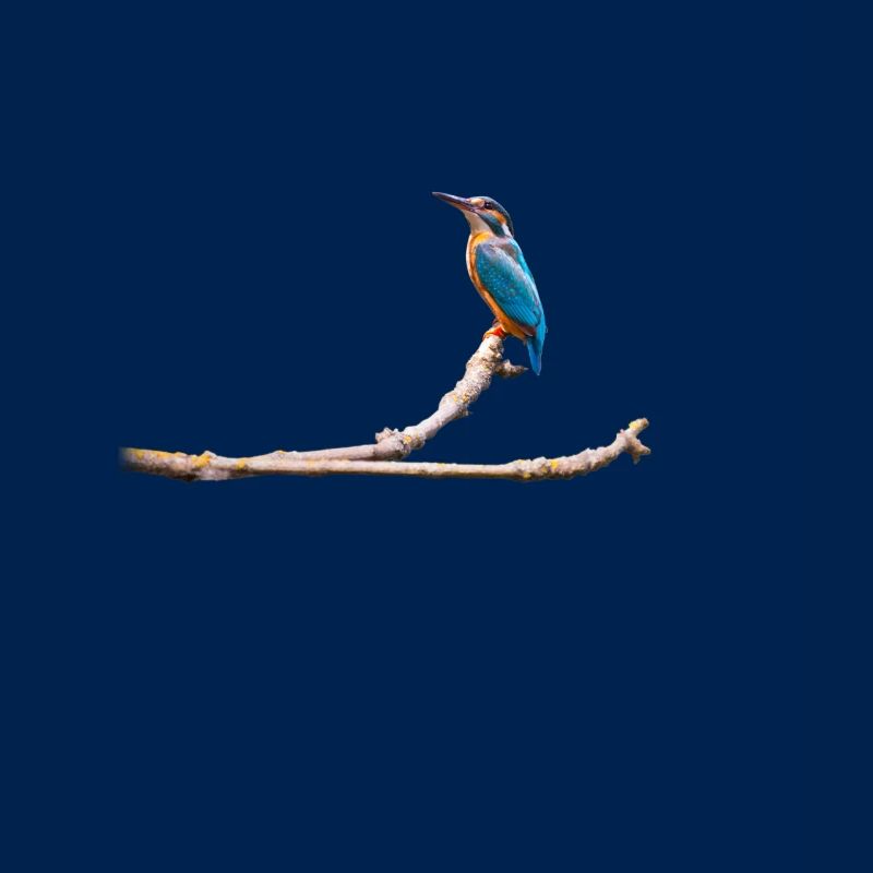 Eisvogel auf Ast
