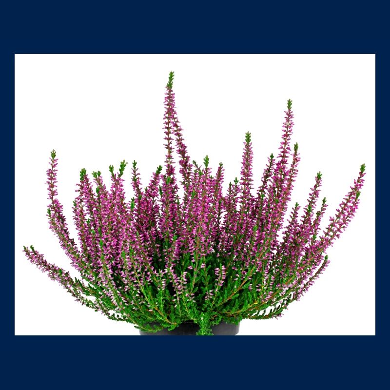 Heide. Heather Calluna vulgaris
