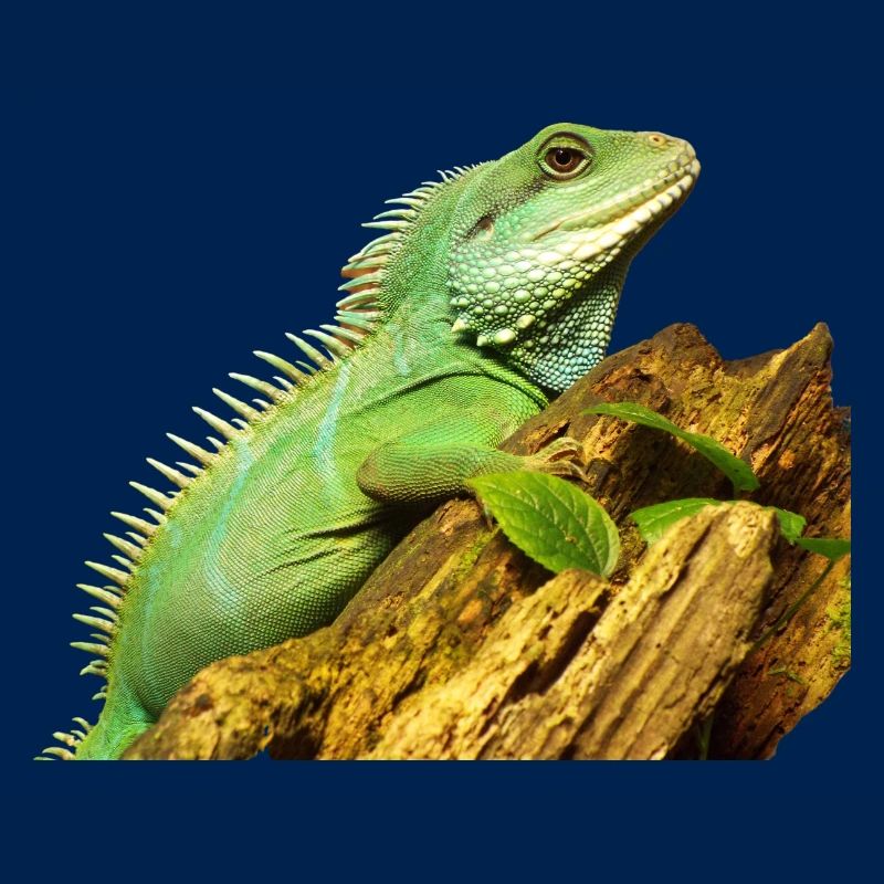 Wasseragame