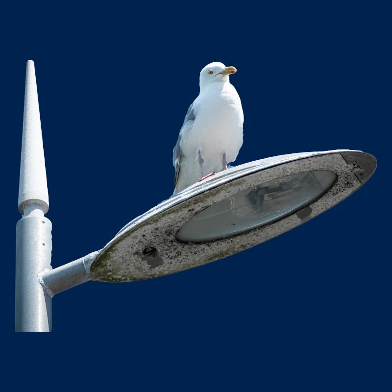 Möwe auf einer Lampe Post