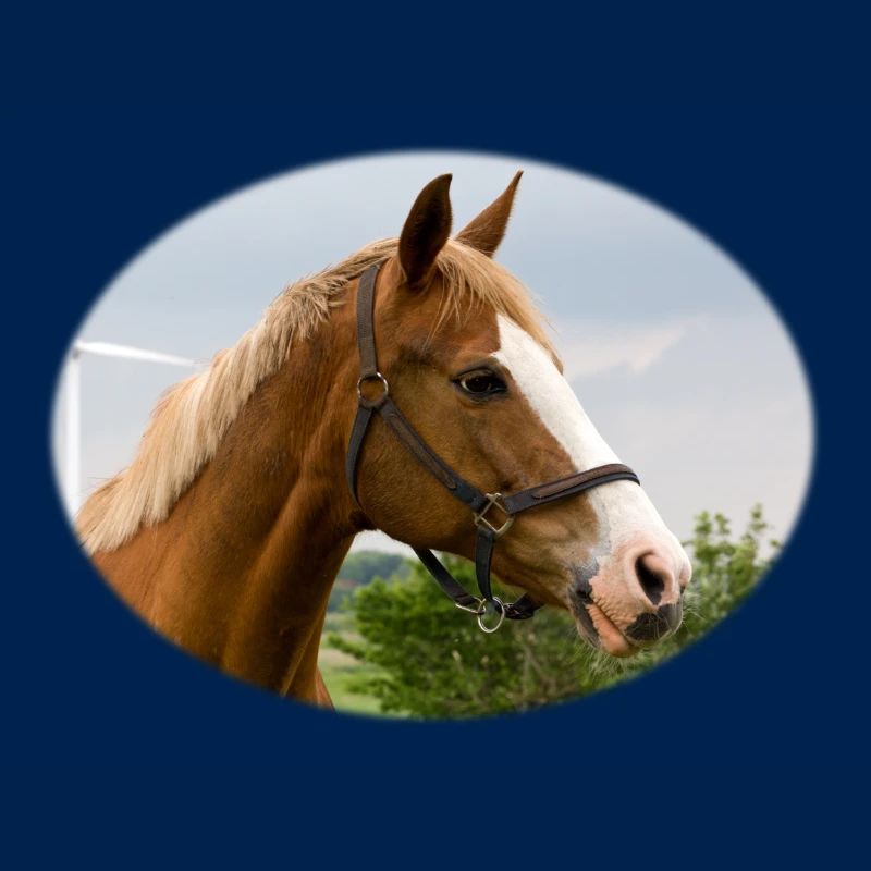Horse. Pferd.
