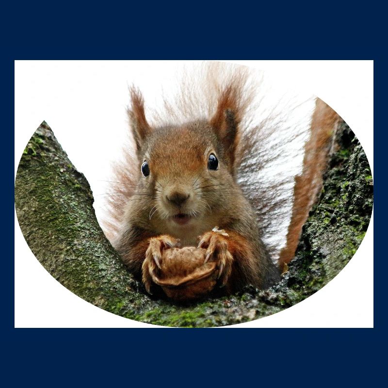 Eichhörnchen, Isibat