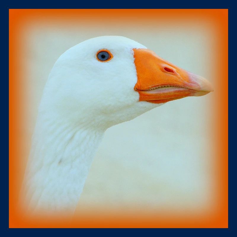 Gans
