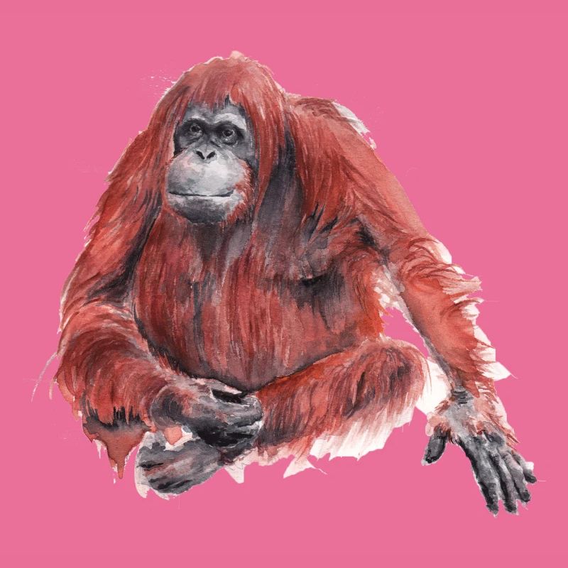 Orangutan