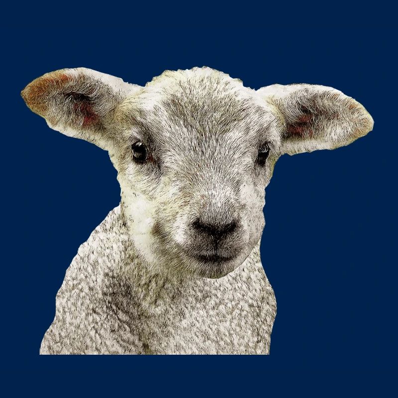 Lamm