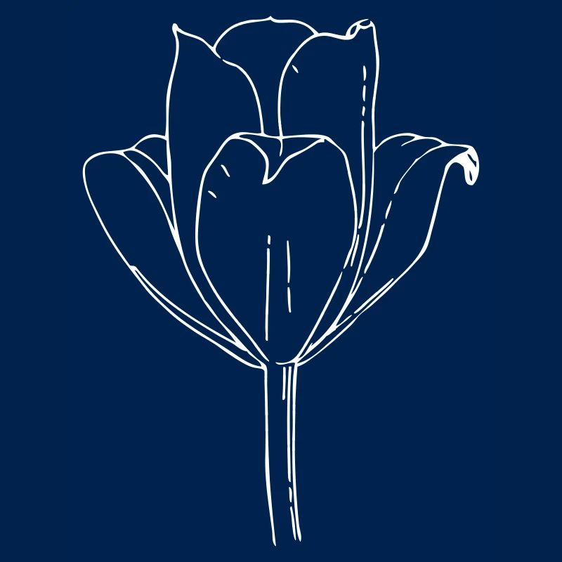 Tulpe