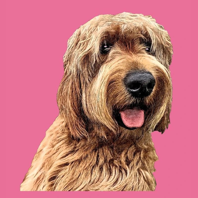Otterhound 2