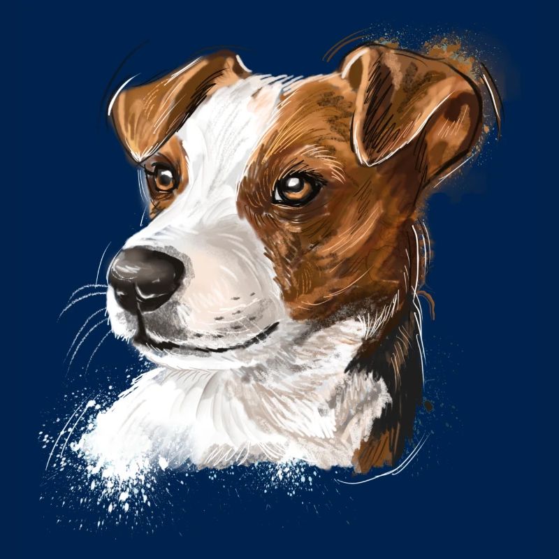 jack russel
