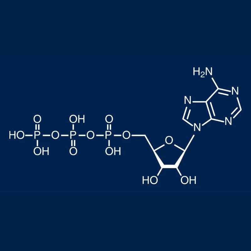 ATP - Adenosintriphosphat - weiß