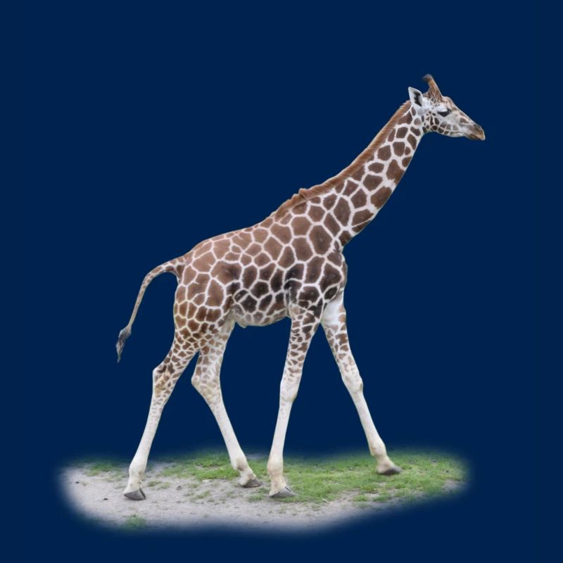 Junge Giraffe