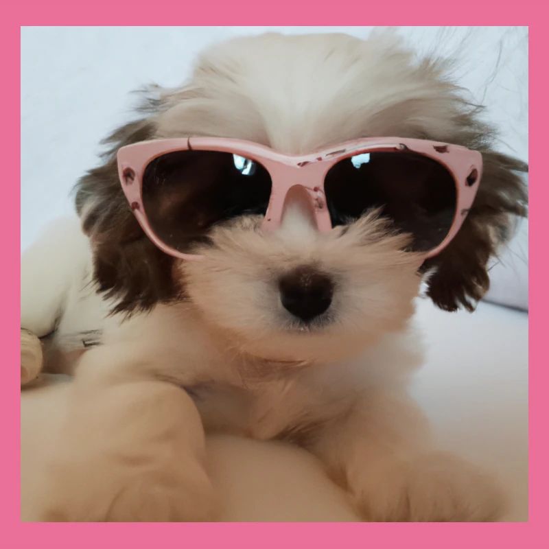 Cool Dog