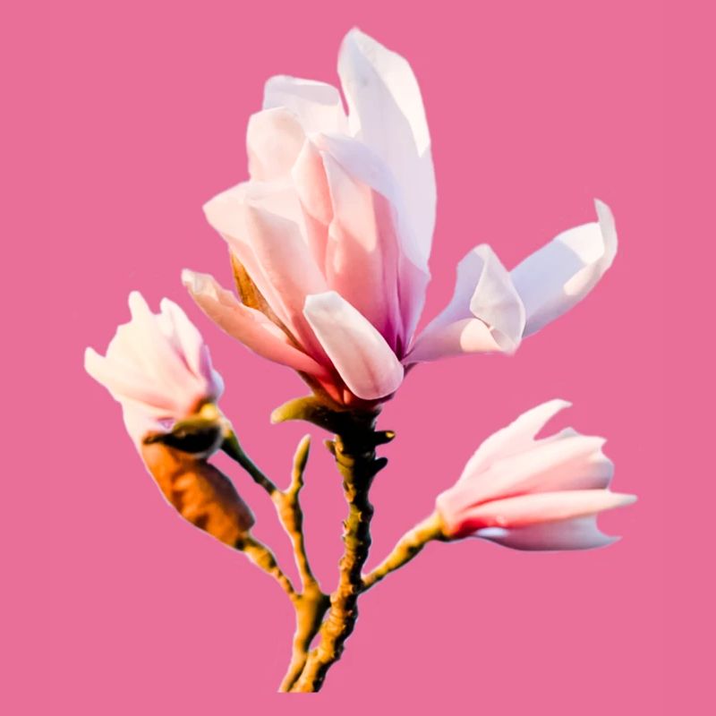 Magnolie