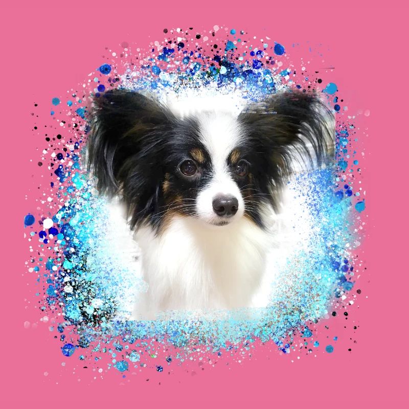 papillon,chien,spitz,zwergspitz,pompon