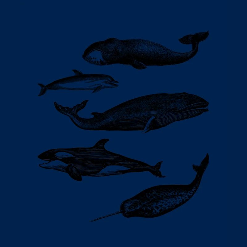 whale illustrations