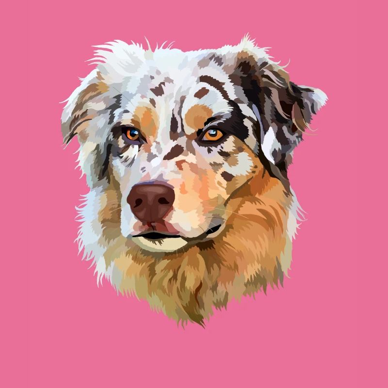 Australian Shepherd