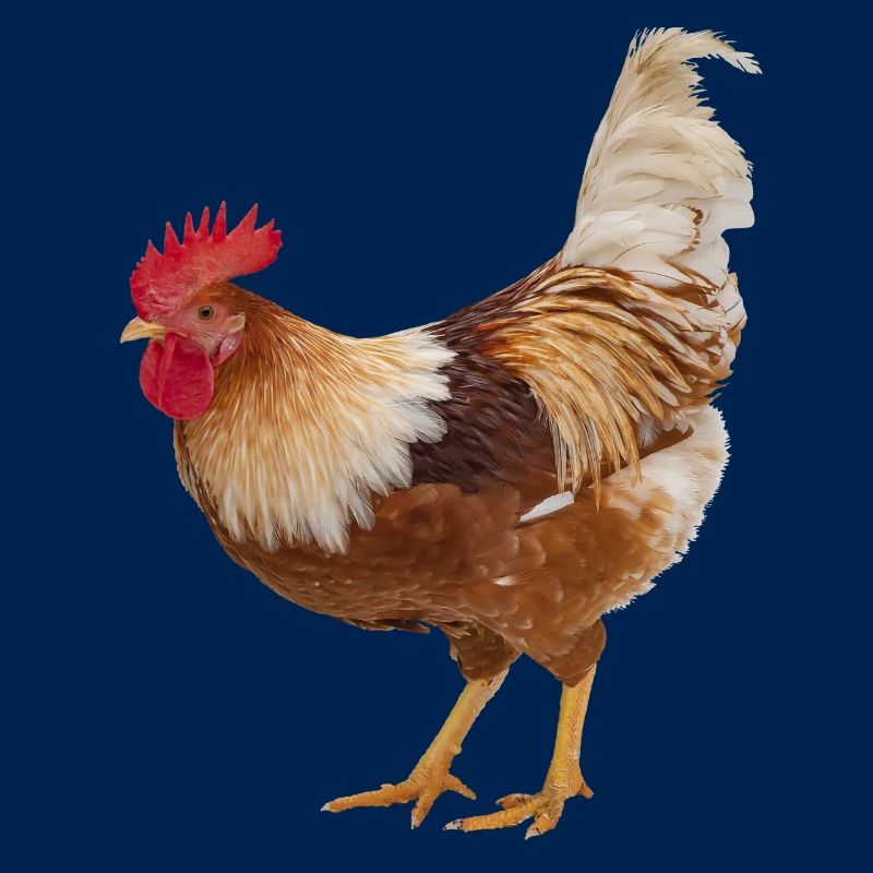 Hahn