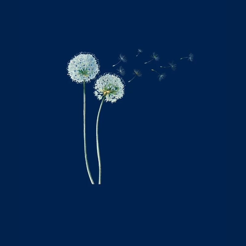 Löwenzahn Dandelion