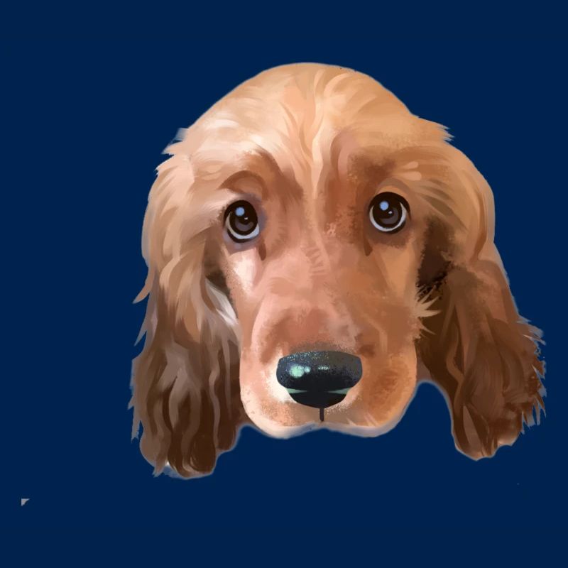 Cocker Spaniel Hund