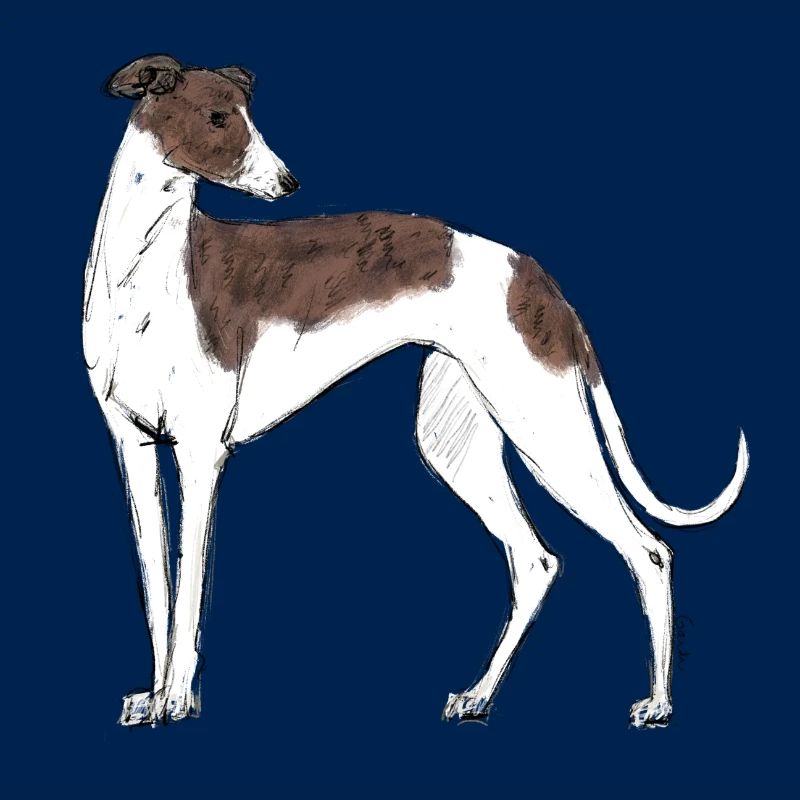 Greyhound