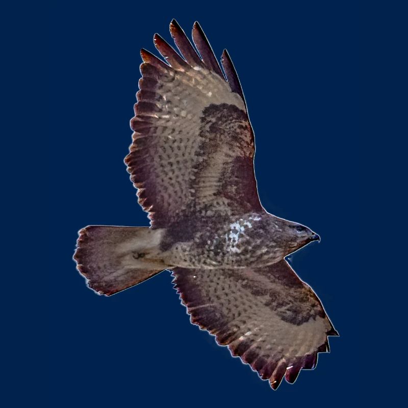 Bussard im Flug