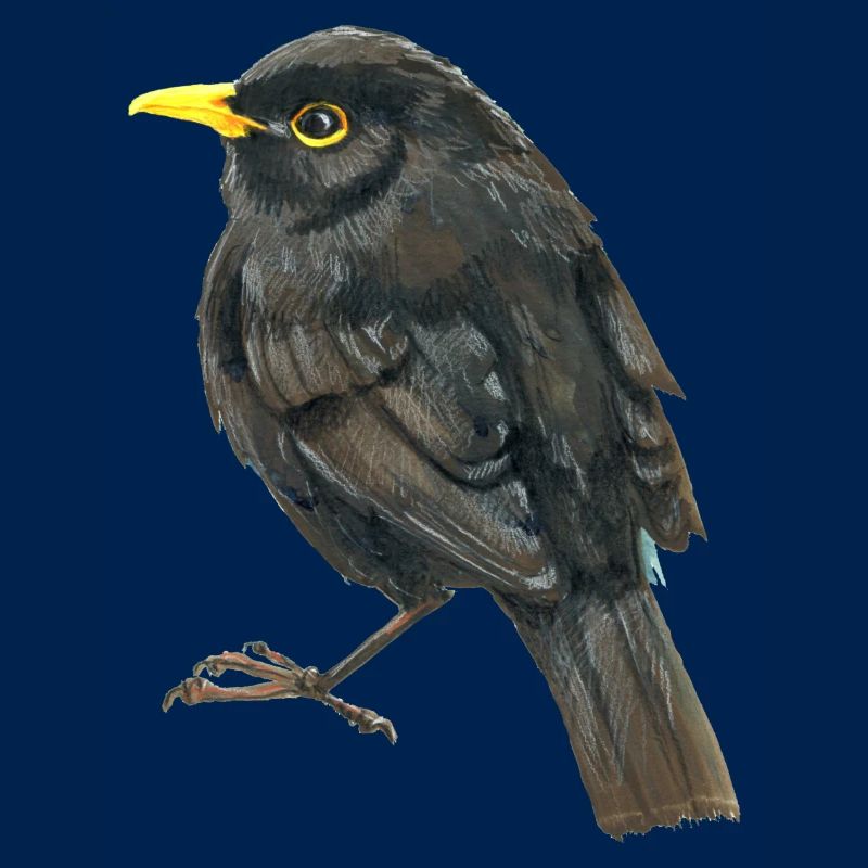 Amsel