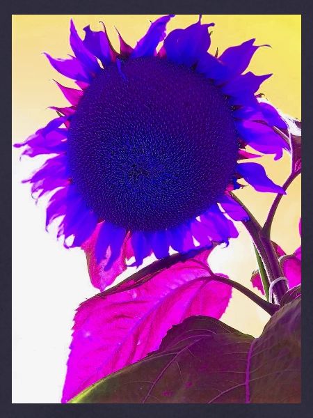 sommerblume pop Art