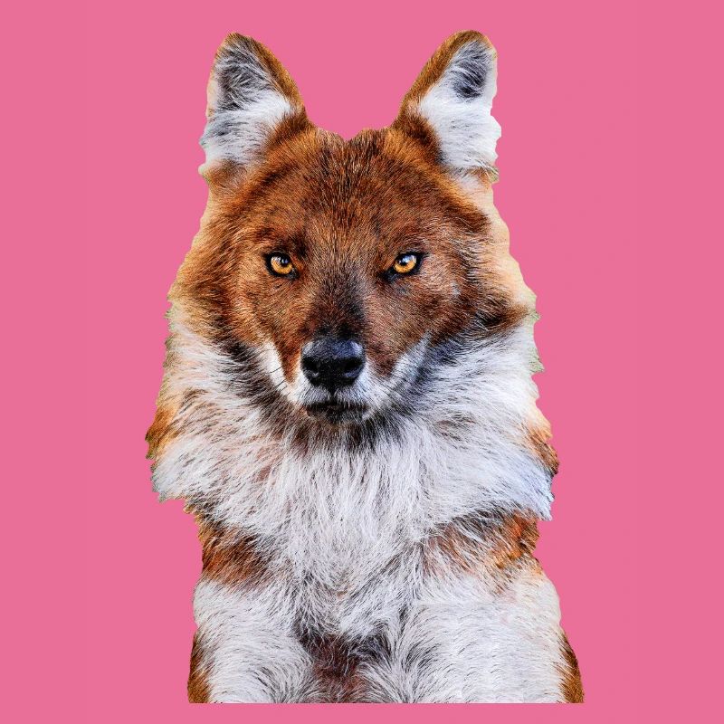 jackal