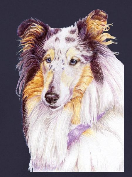 Collie Bluemerle