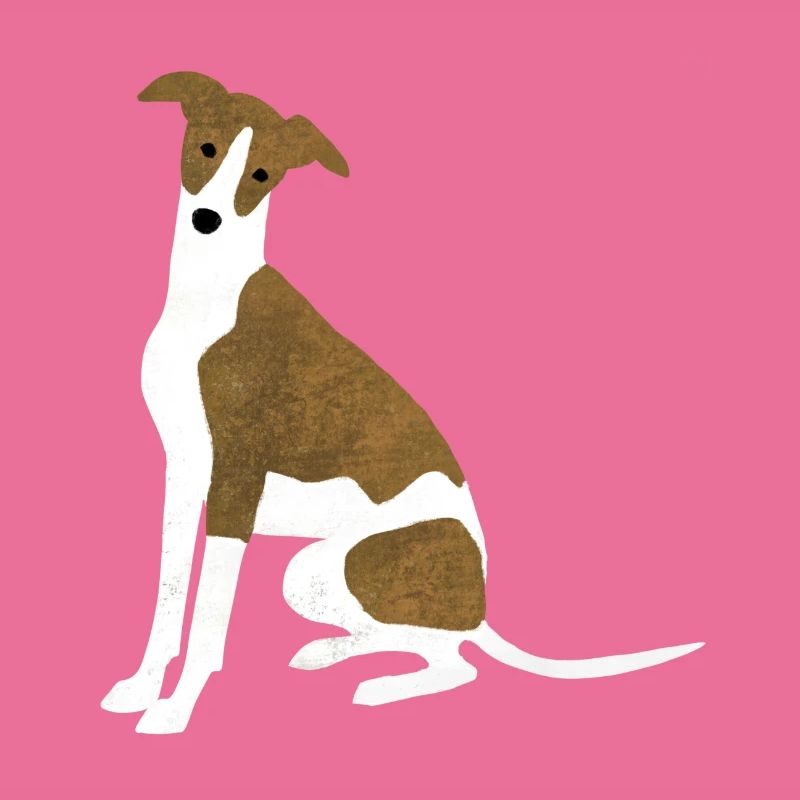 Whippet