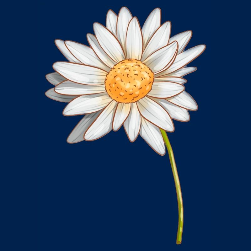 Gänseblümchen