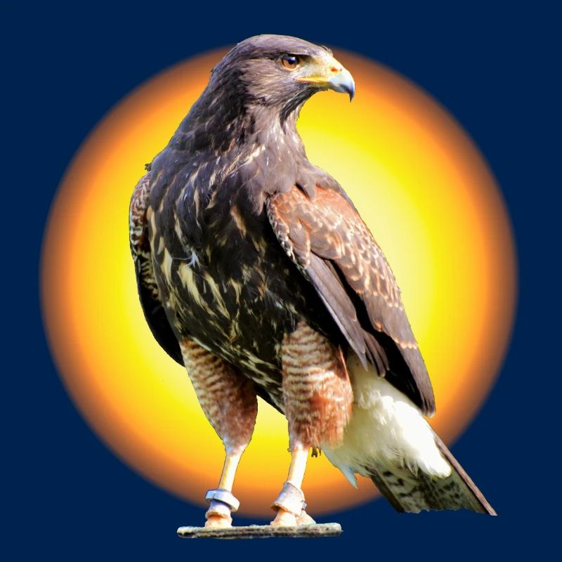 Harris Hawk - Wüstenbussard - Sun